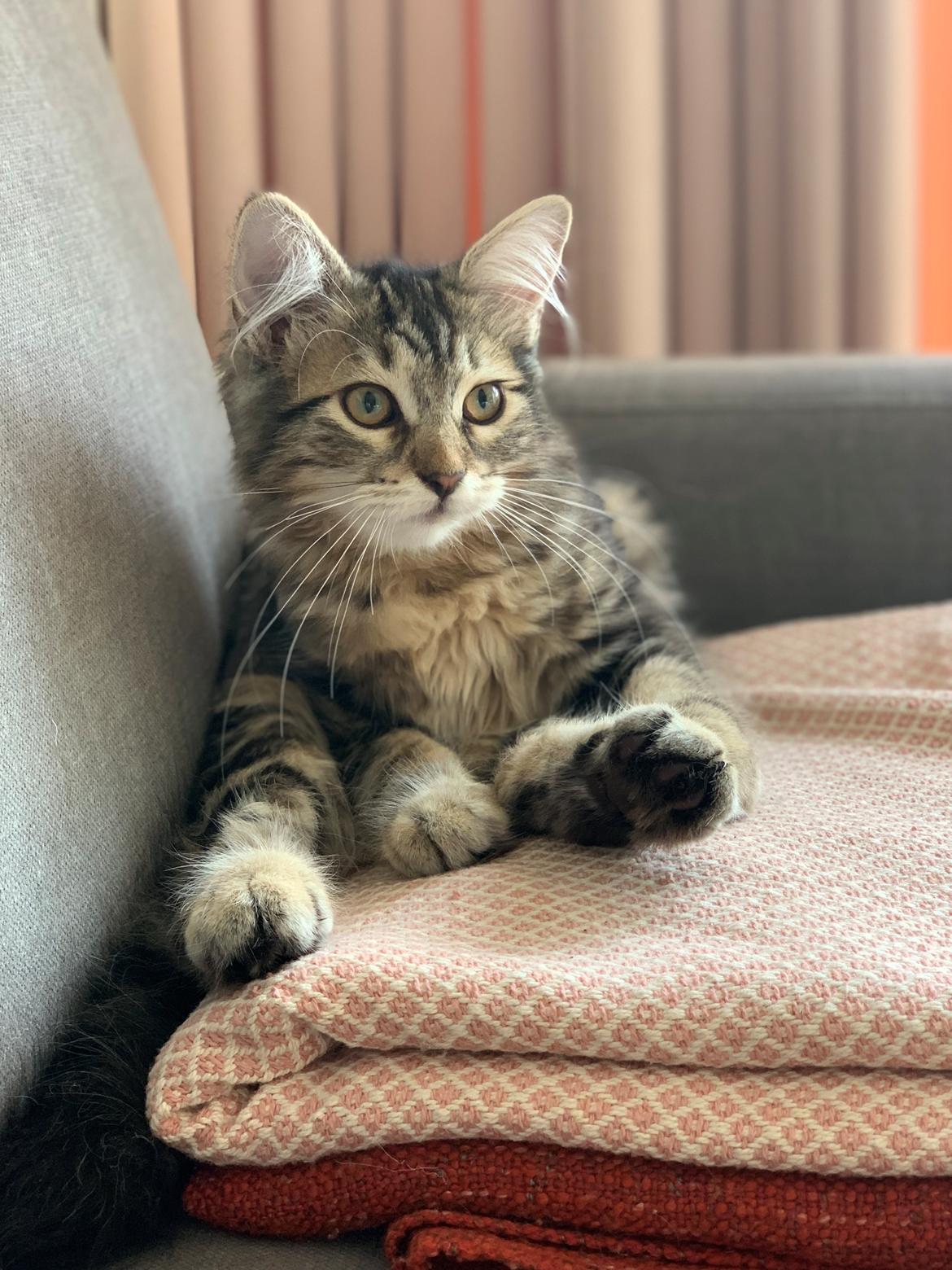 Sibirisk Kat Helga billede 3