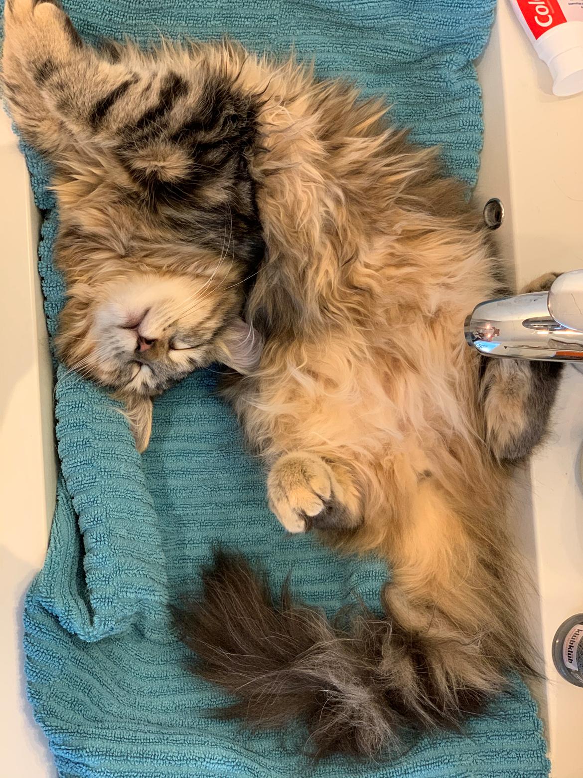 Sibirisk Kat Helga billede 4