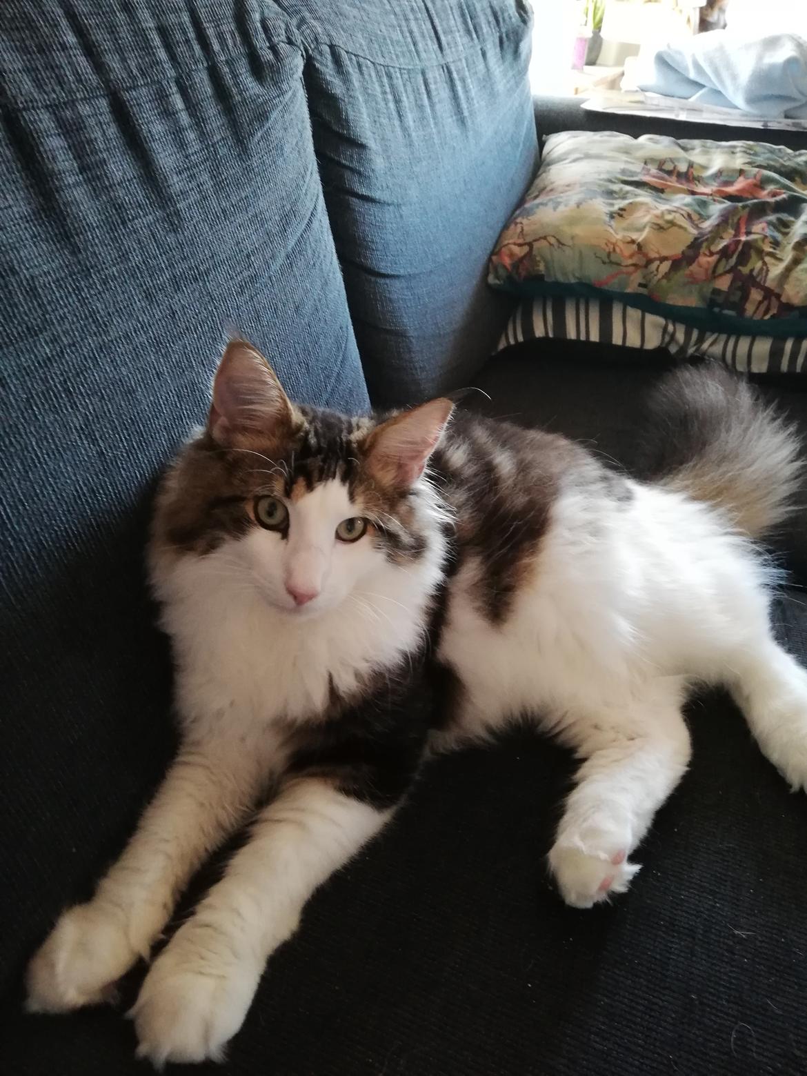 Norsk Skovkat Bang/Larsens Elmer billede 1