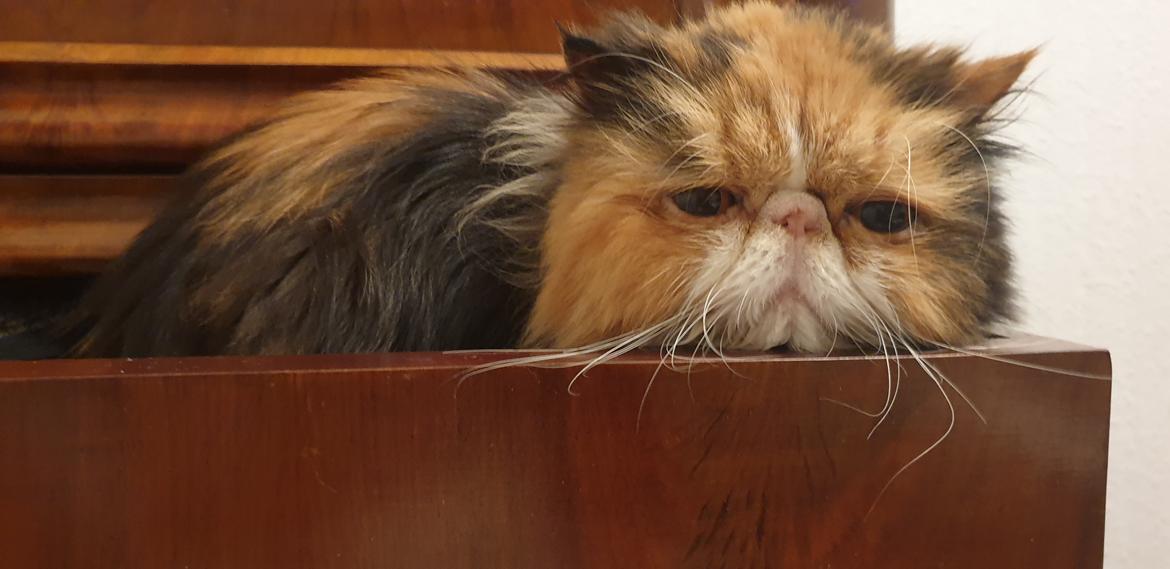 Perser Gurli Margrethe  billede 6