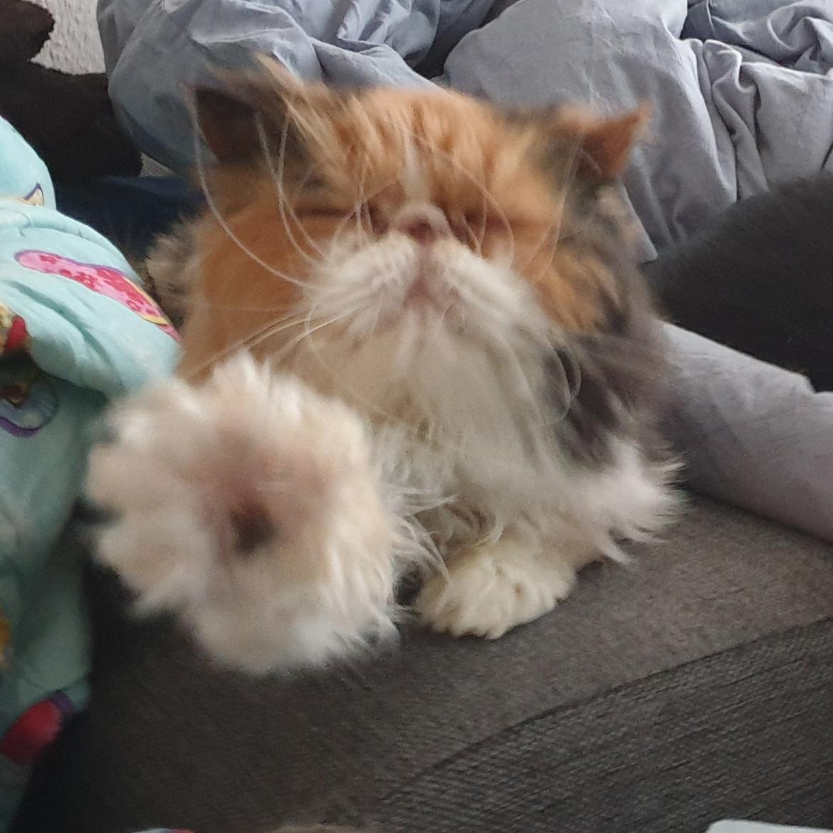 Perser Gurli Margrethe  billede 7