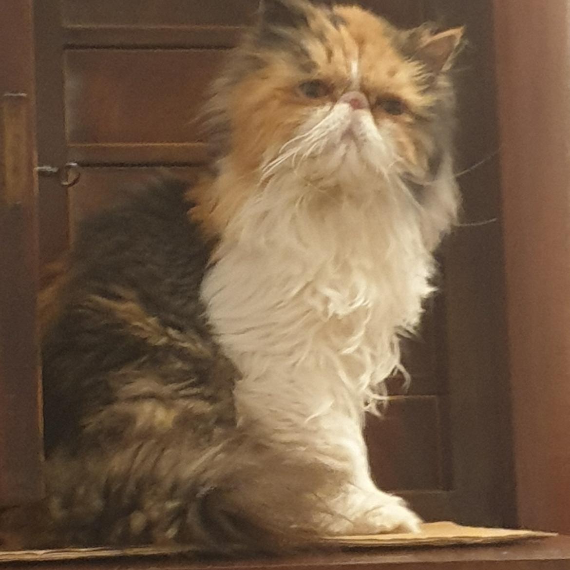 Perser Gurli Margrethe  billede 8