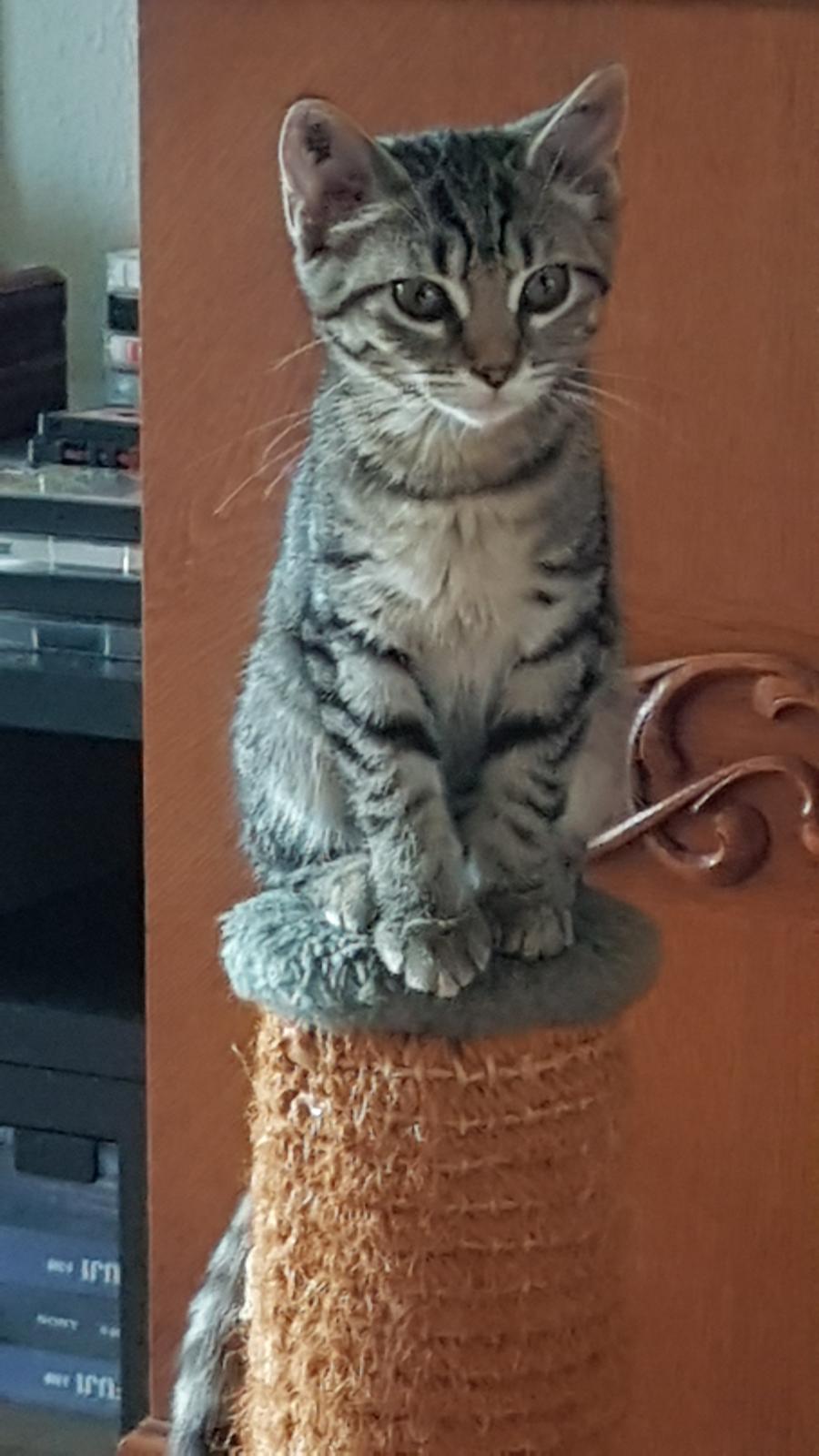 Huskat LULU billede 4