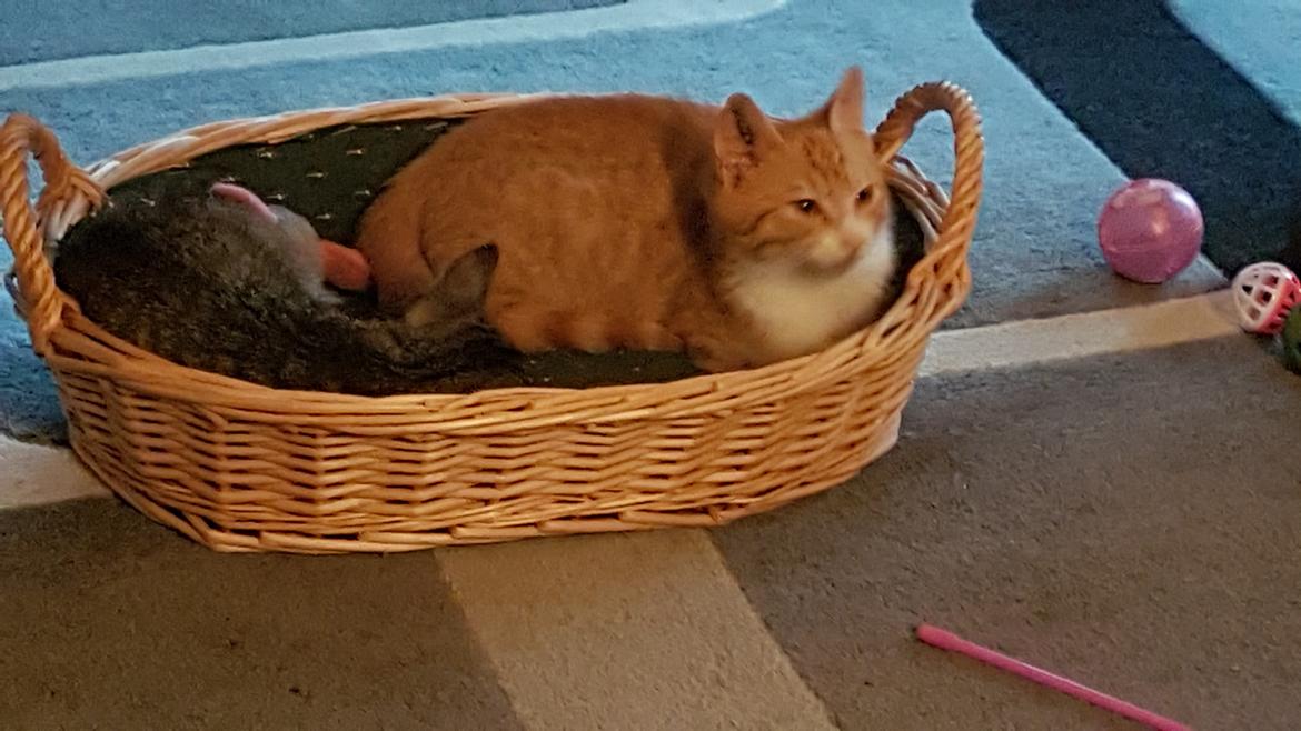 Huskat Lucas billede 3