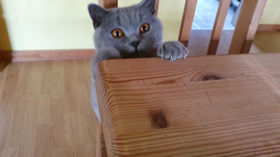 British Shorthair Violet billede 3