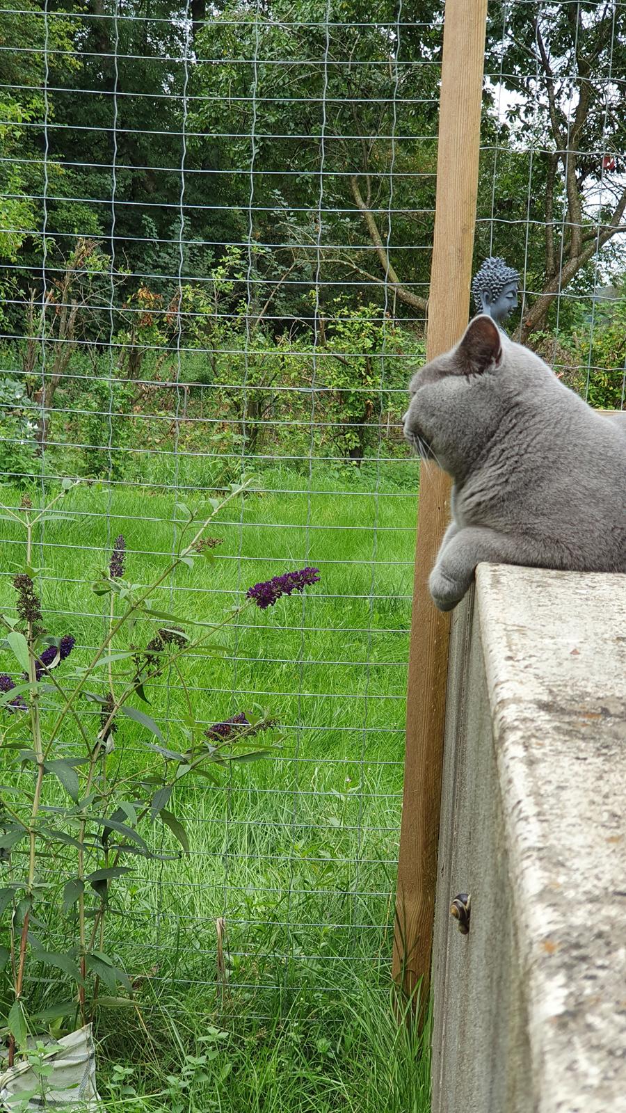British Shorthair Violet billede 4