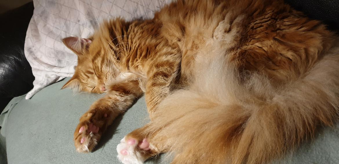 Norsk Skovkat Dk Heljexa´s Dallas kasterat  billede 23