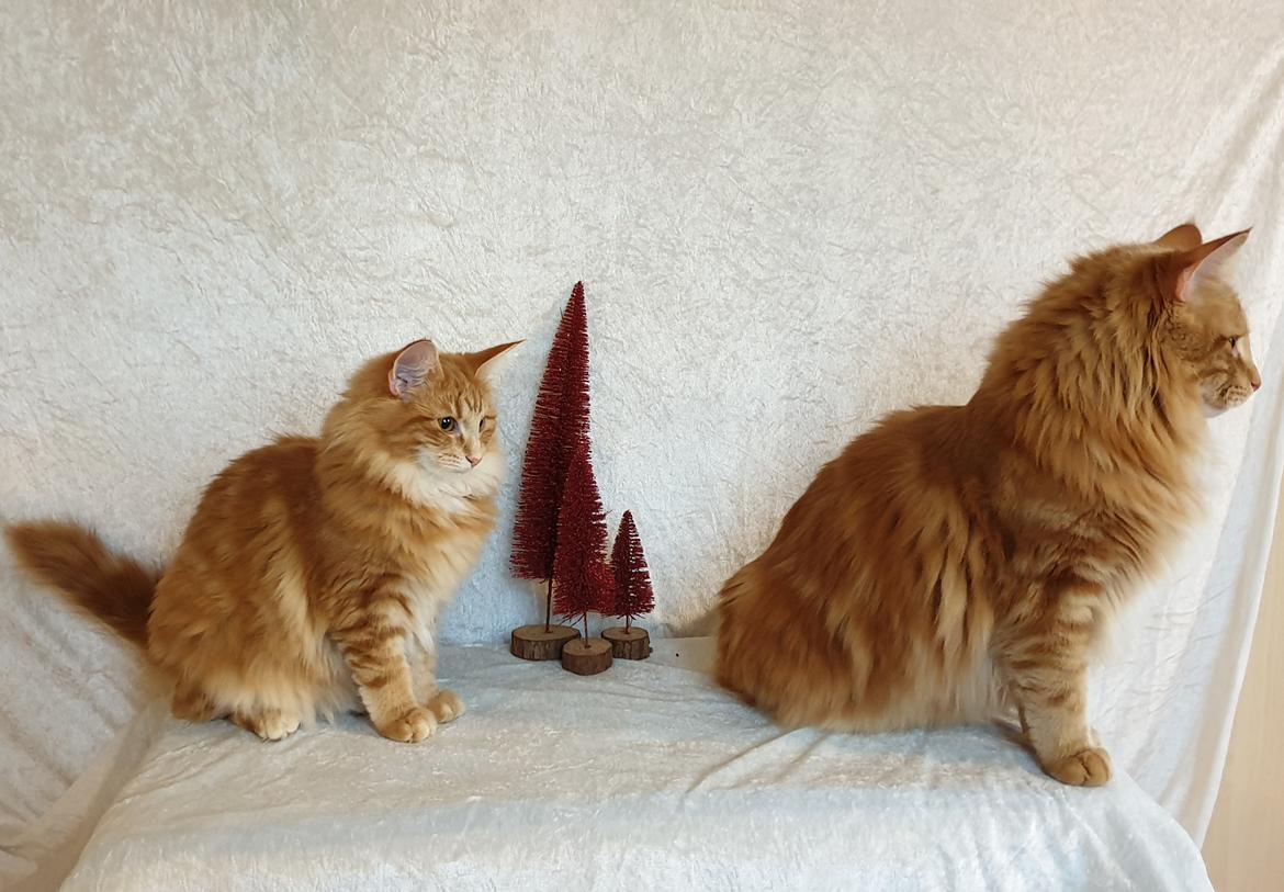 Norsk Skovkat Dk Heljexa´s Dallas kasterat  billede 27