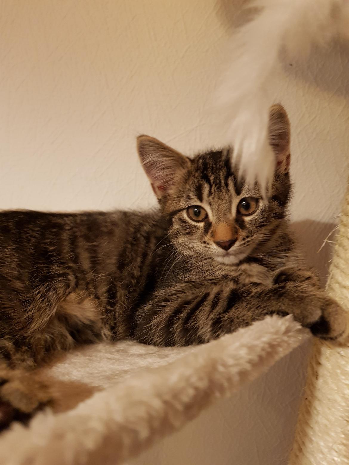 Huskat Charlie billede 3
