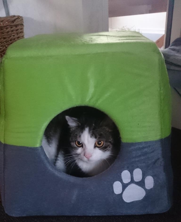 Huskat Tiger billede 2