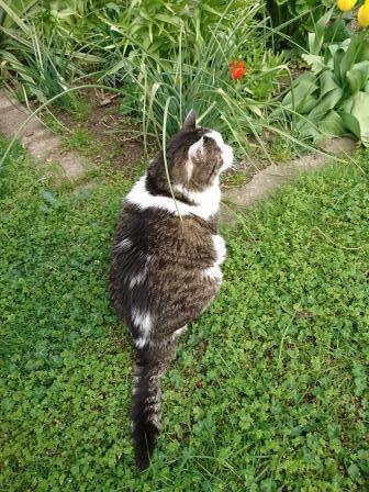 Huskat Tiger billede 4