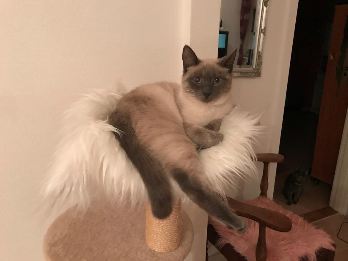 Blanding af racer Motor Mille billede 20