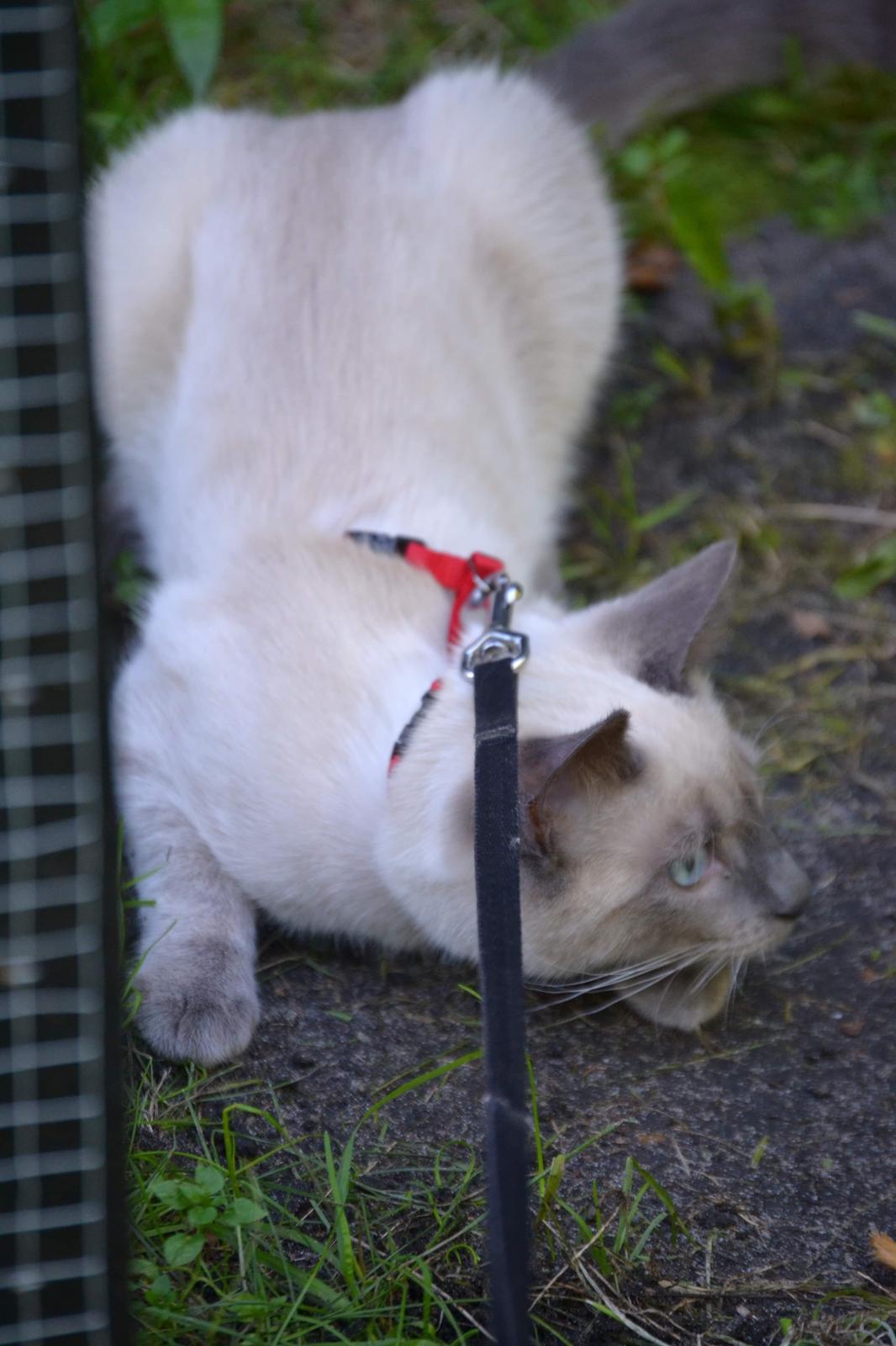 Blanding af racer Motor Mille billede 22