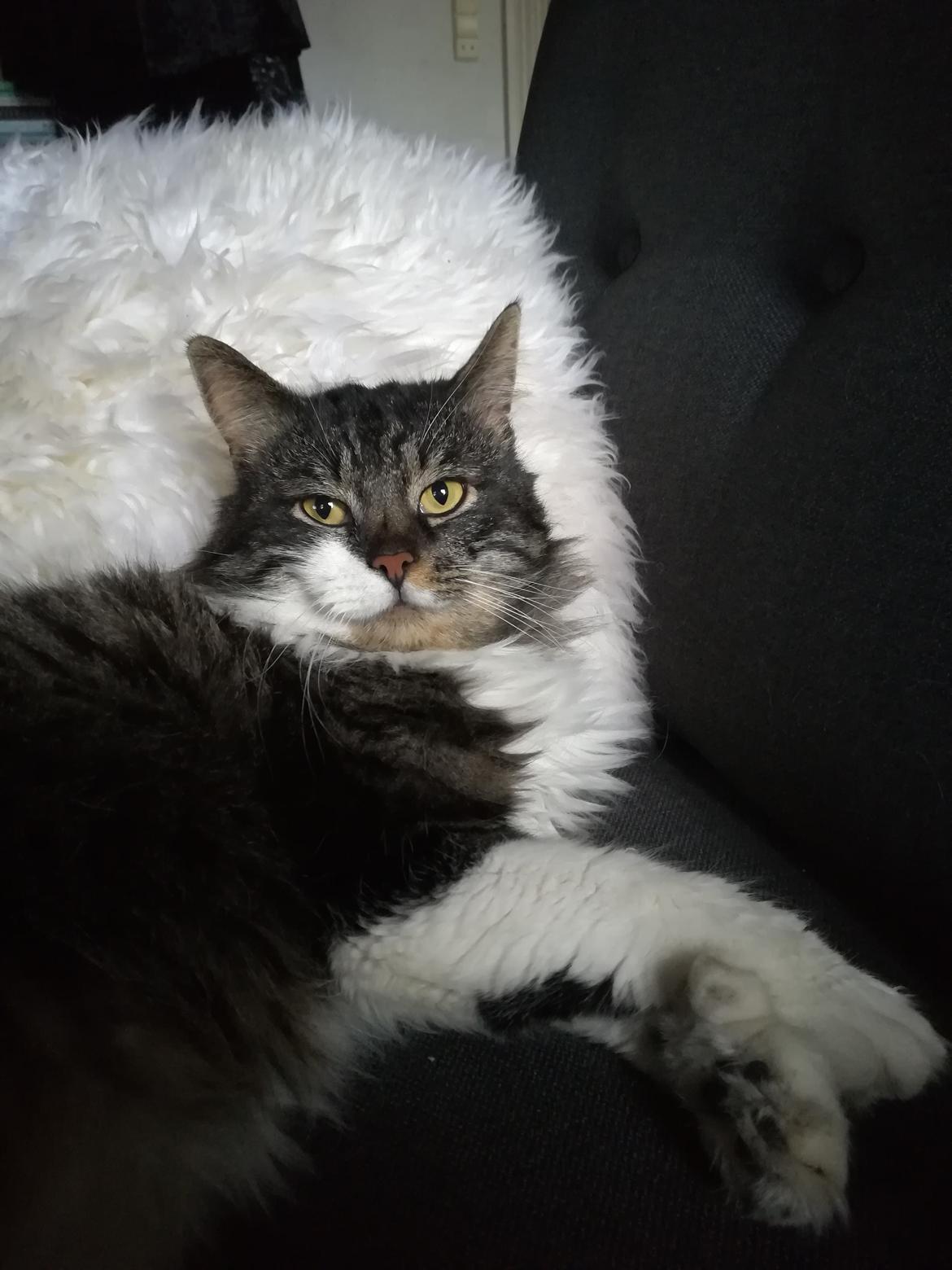 Blanding af racer Harley billede 30