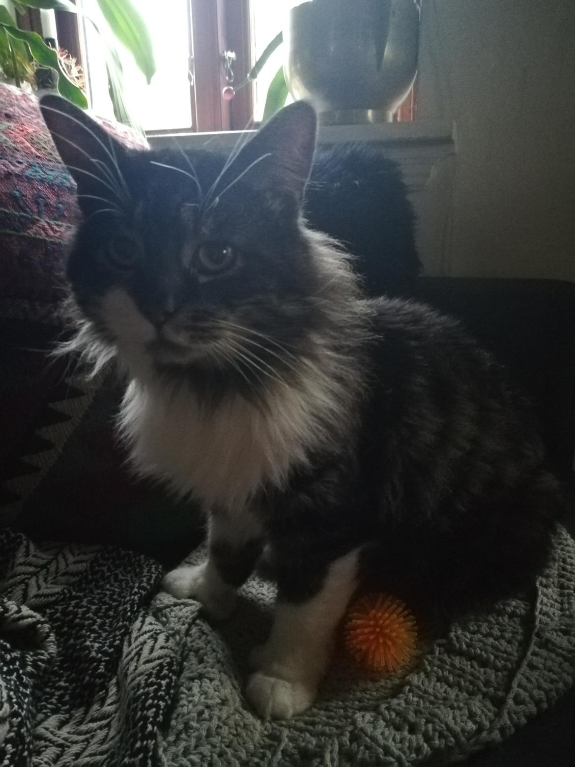 Blanding af racer Harley billede 31