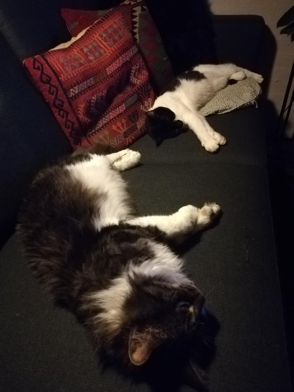 Blanding af racer Harley billede 32