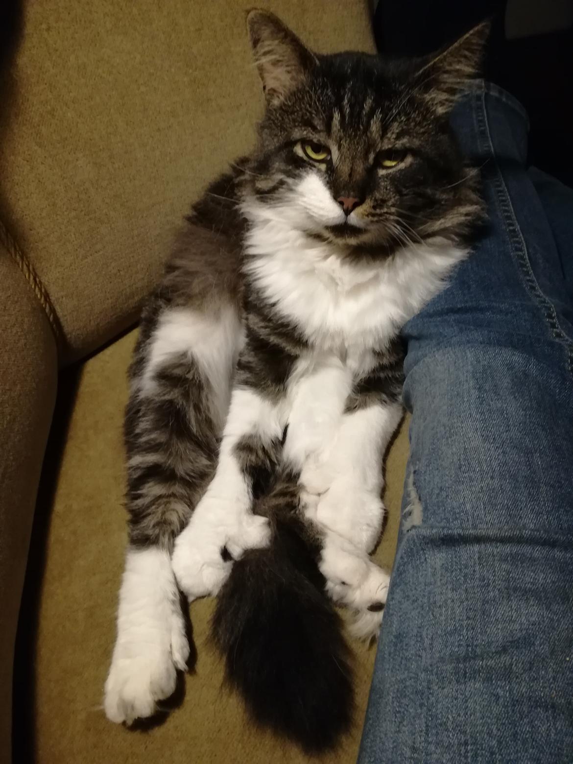 Blanding af racer Harley billede 33