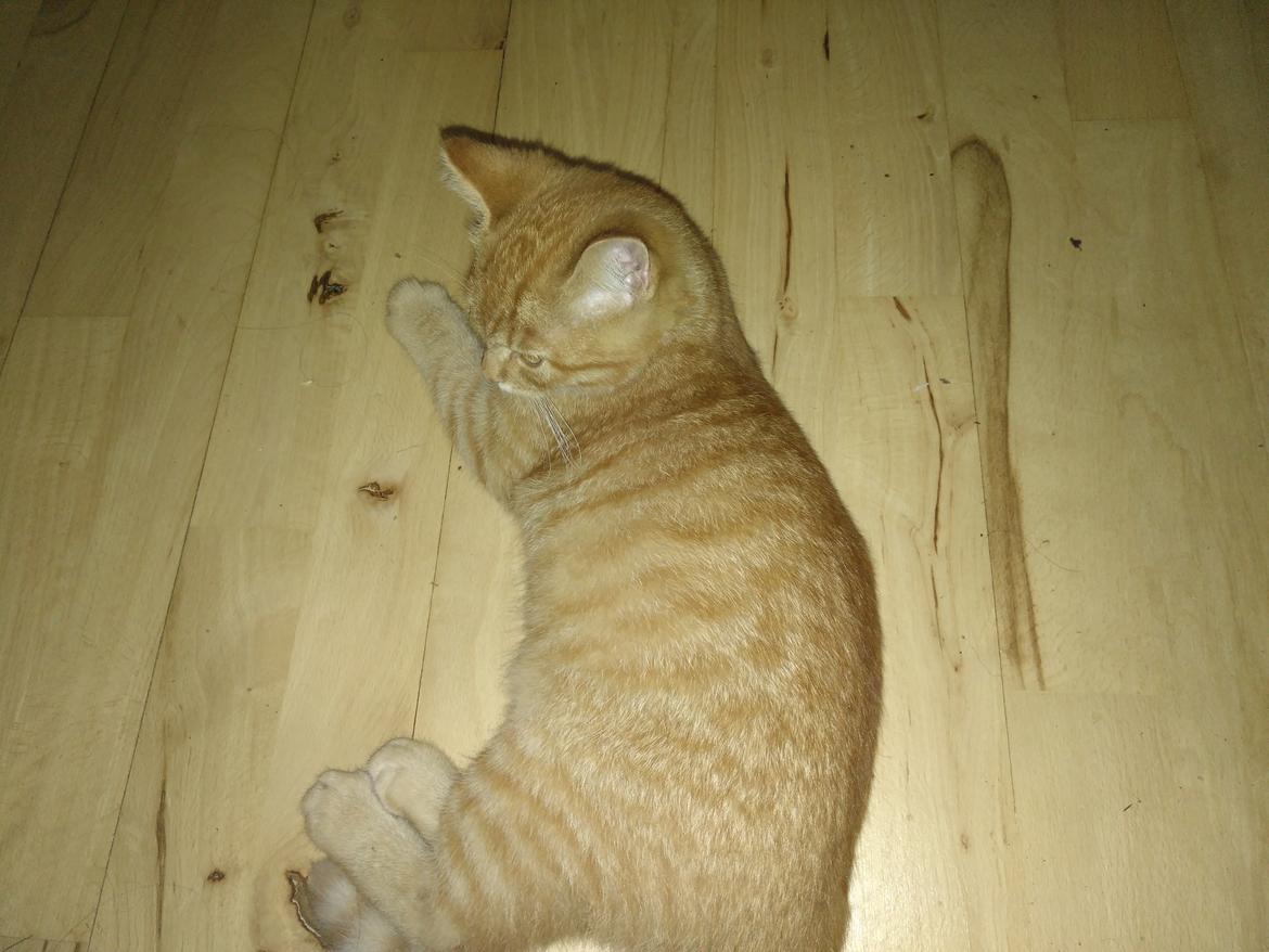 Huskat Frederik billede 1