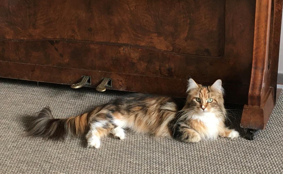 Maine Coon Abbie  billede 1