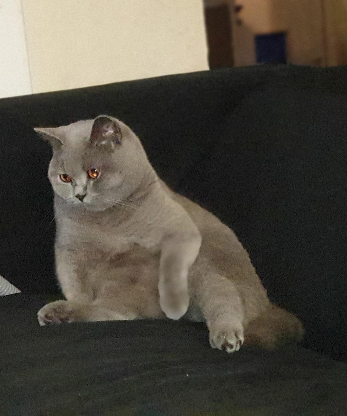 British Shorthair Violet billede 6