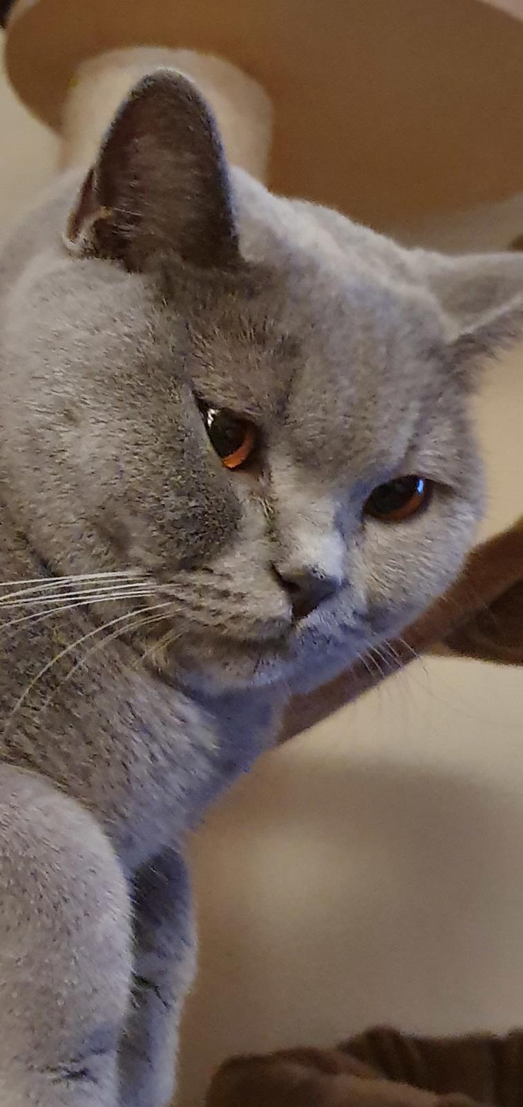 British Shorthair Violet billede 8