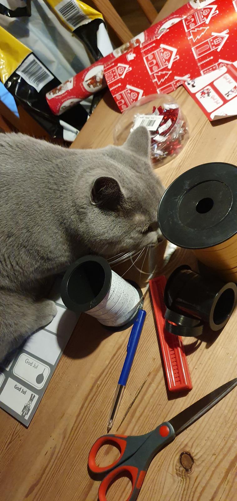 British Shorthair Violet billede 9