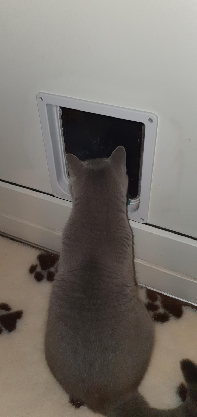 British Shorthair Violet billede 10