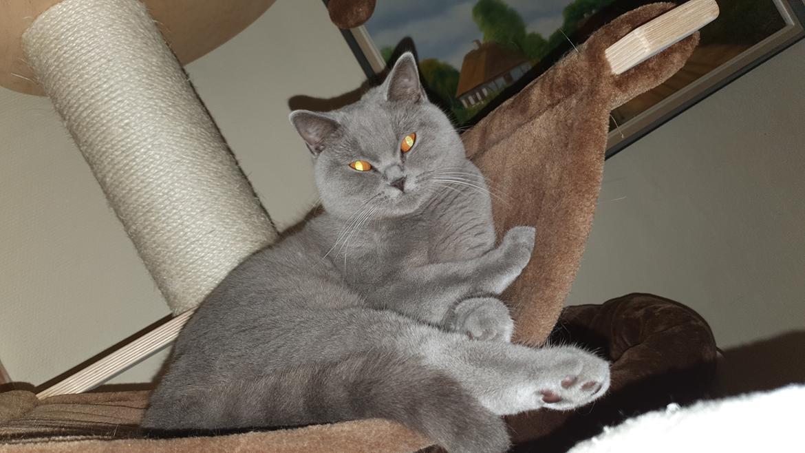 British Shorthair Violet billede 11