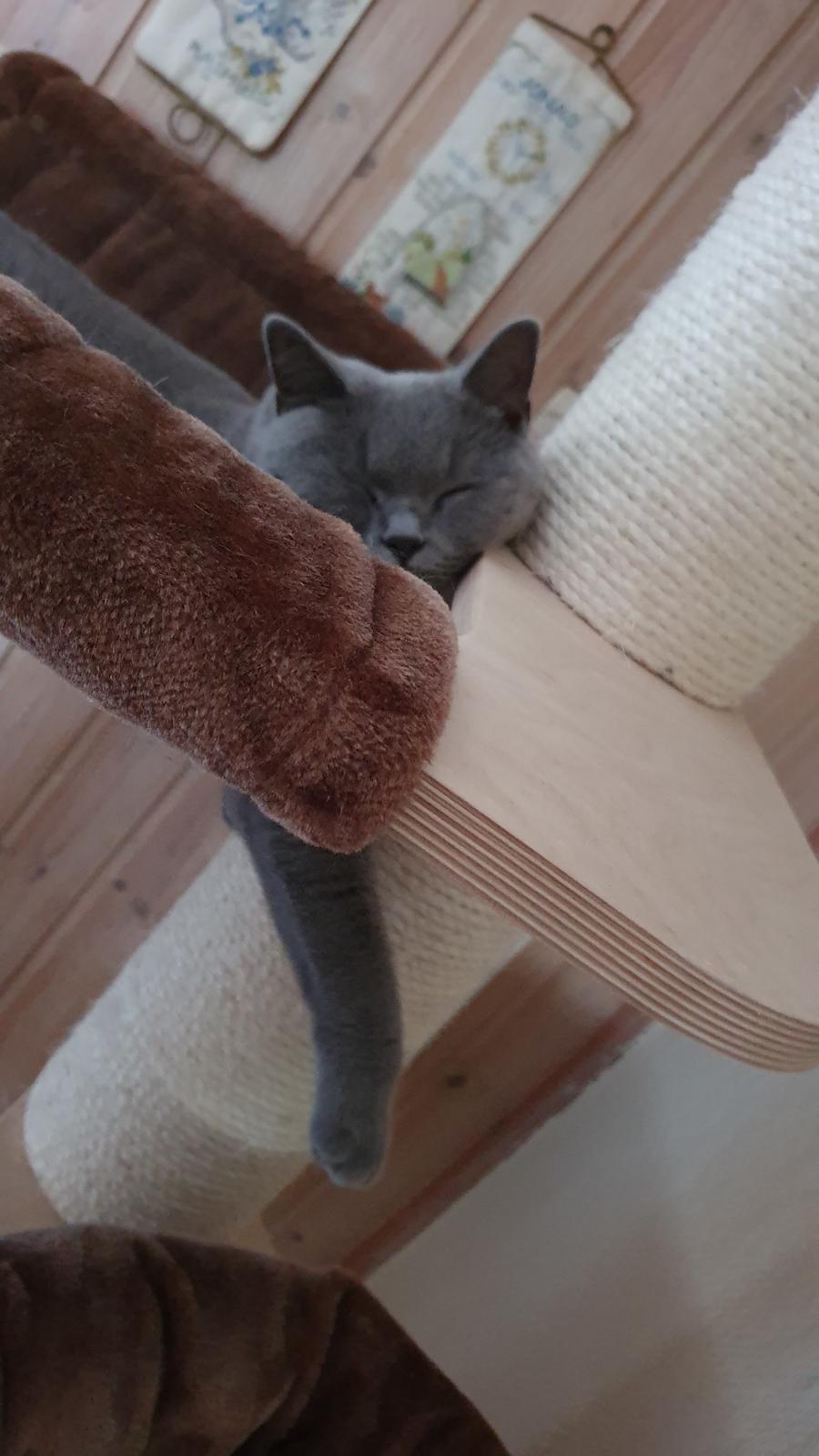 British Shorthair Violet billede 12