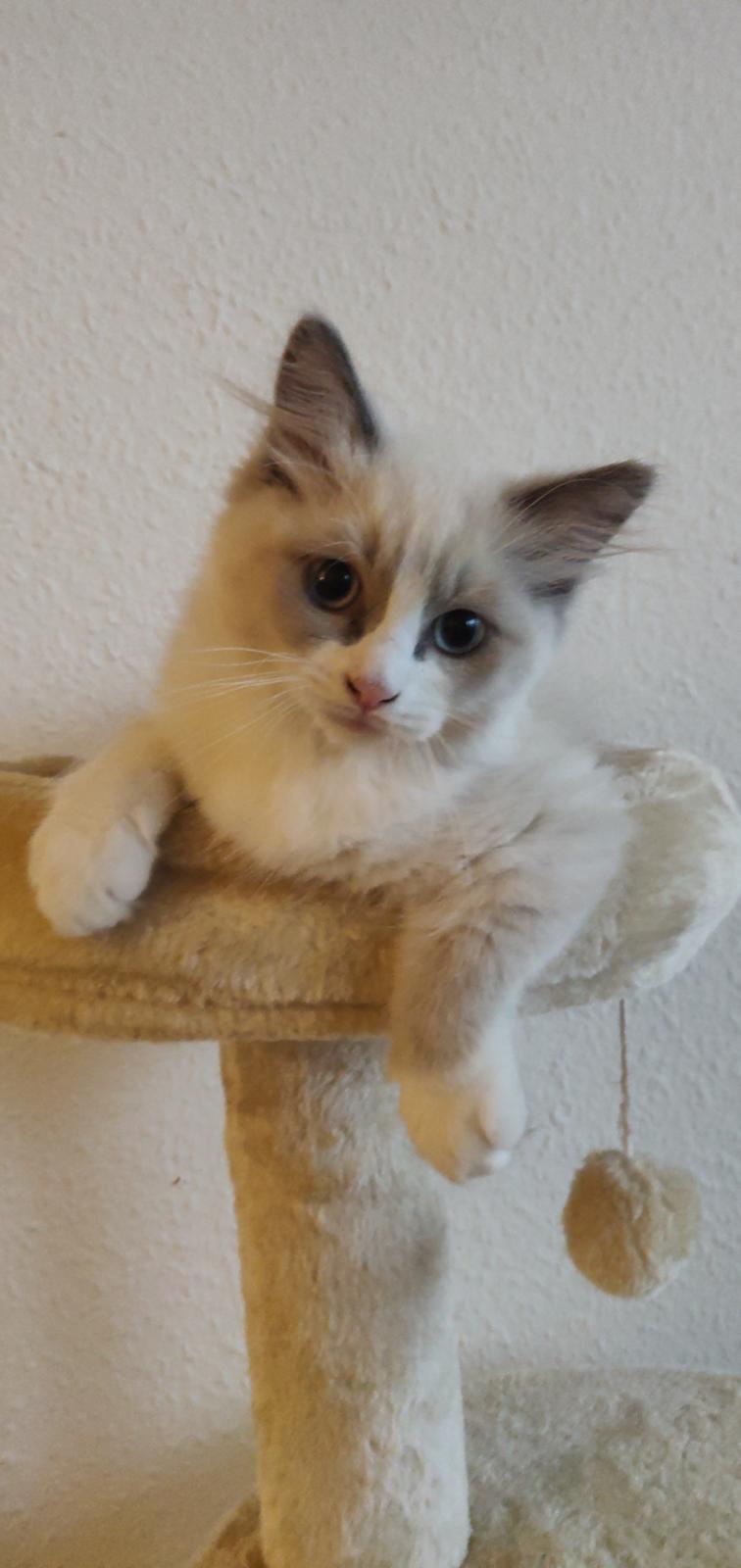 Ragdoll Kenza *Nulle* billede 16