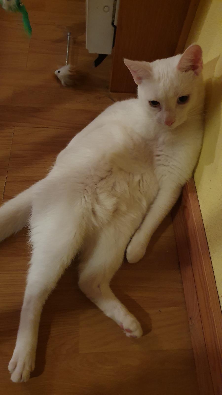 Huskat Mickey billede 2