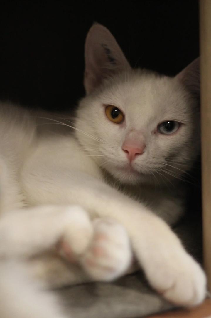 Huskat Mickey billede 4