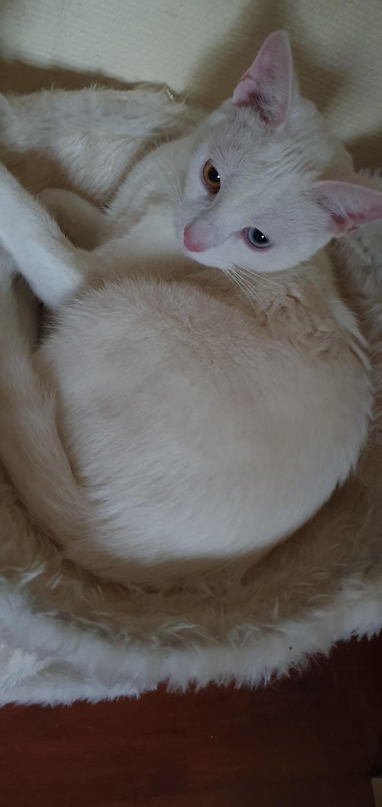 Huskat Mickey billede 6