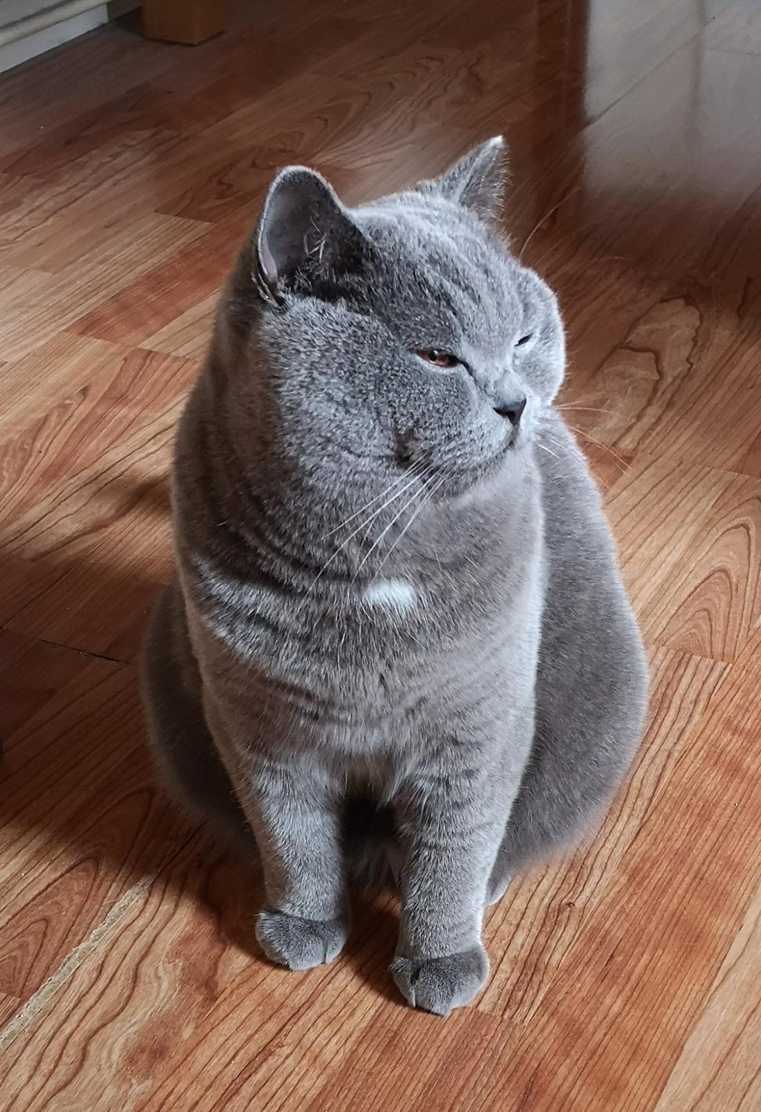 British Shorthair Tinka billede 47