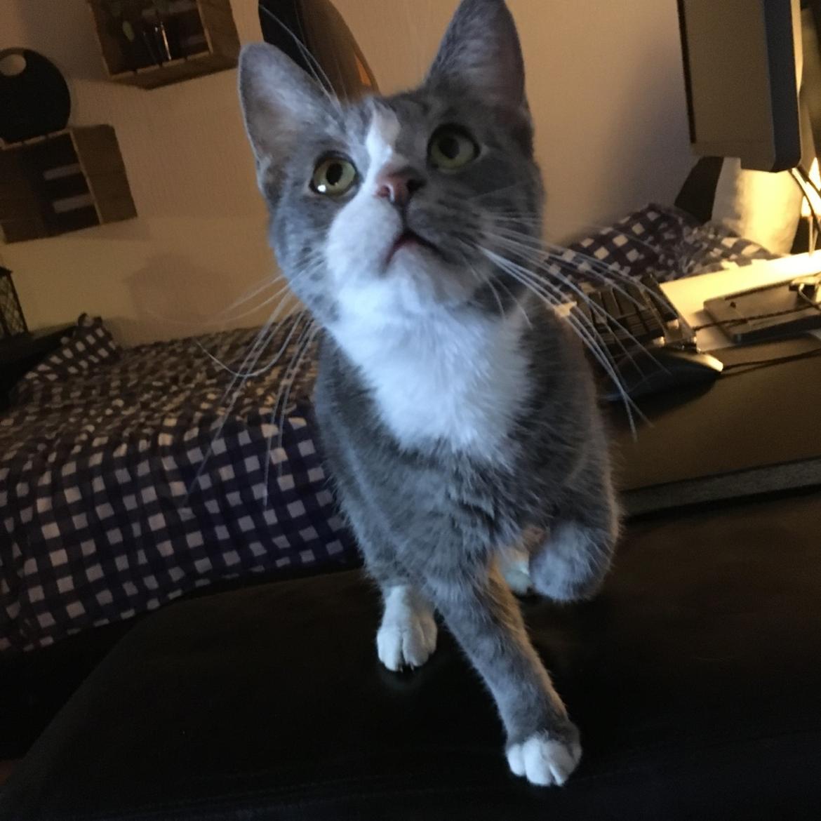 Huskat Rene billede 1