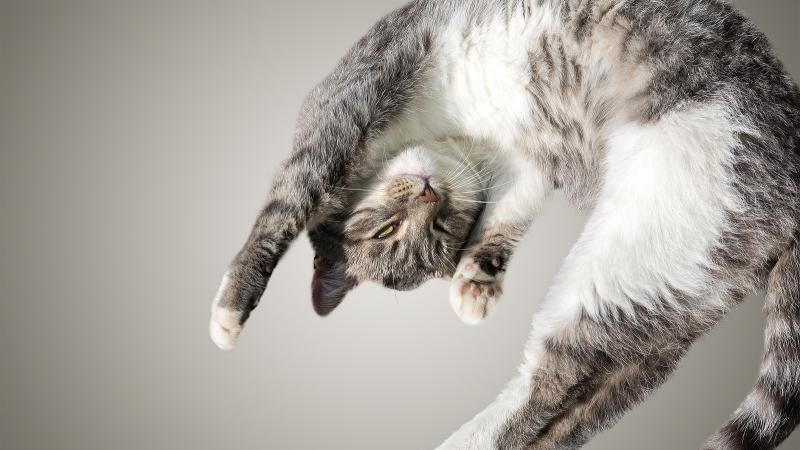 Huskat Rene billede 3