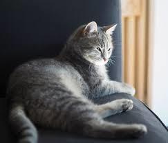 Huskat Rene billede 4