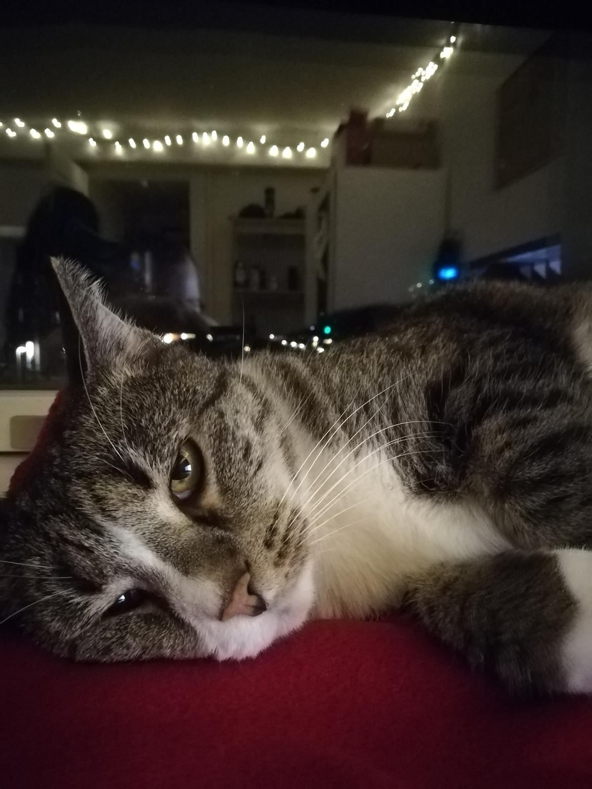 Huskat Sam billede 1