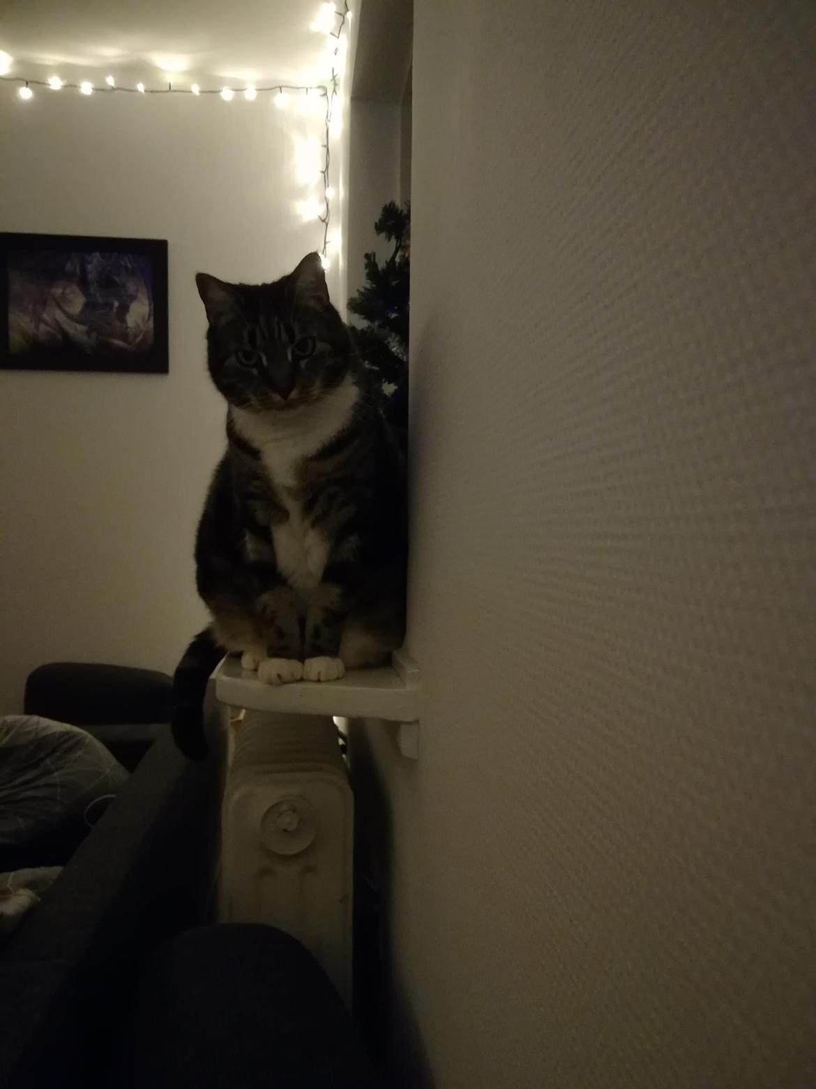 Huskat Mischa billede 1