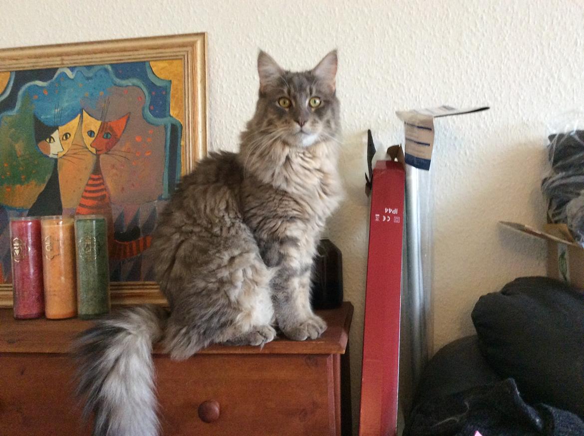 Maine Coon Samson billede 3