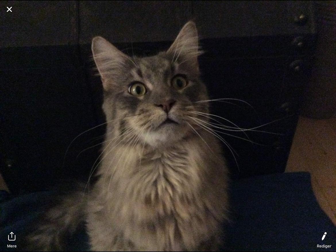 Maine Coon Samson billede 4