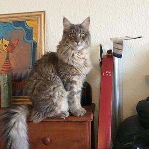 Maine Coon Samson billede 6