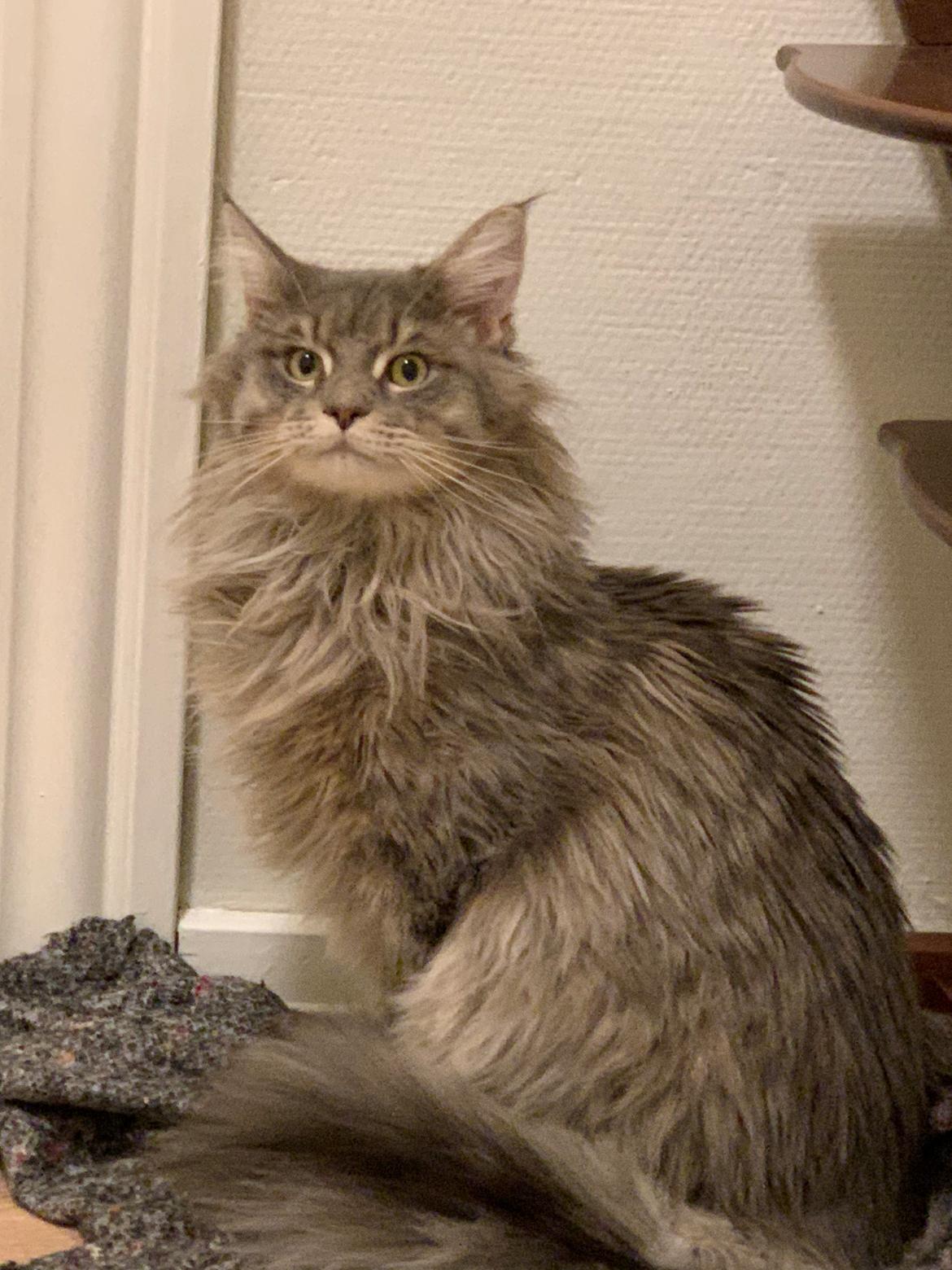 Maine Coon Milo billede 3