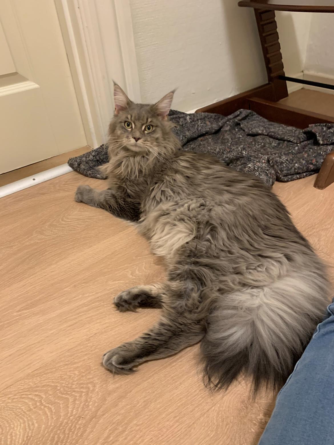 Maine Coon Milo billede 1