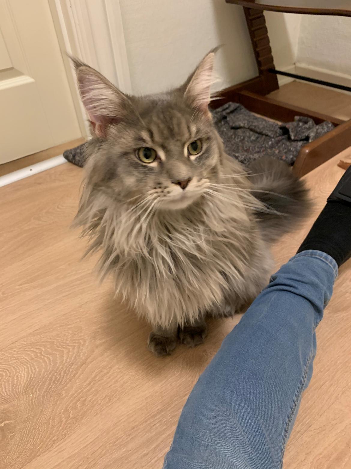 Maine Coon Milo billede 2