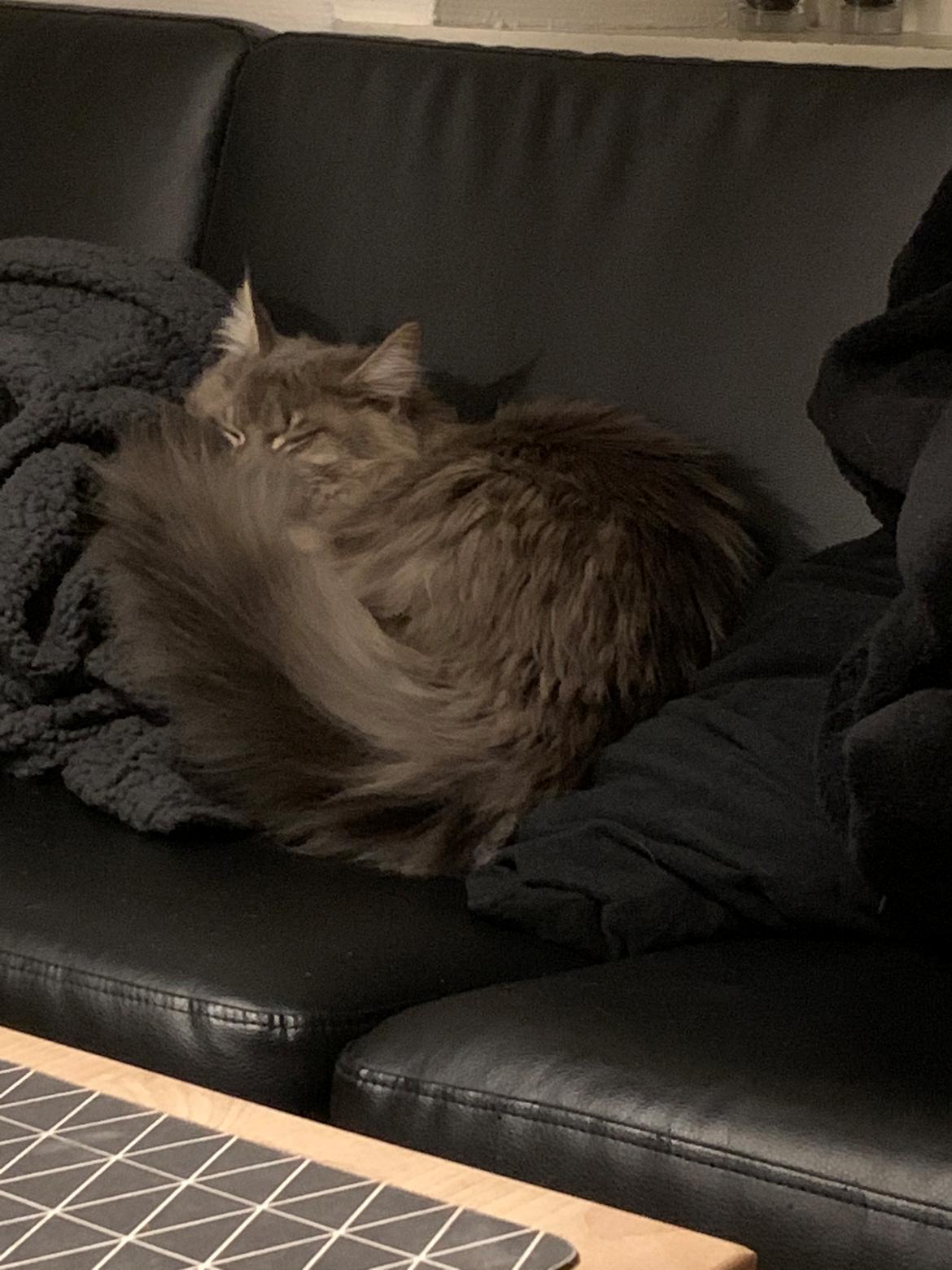 Maine Coon Milo billede 4