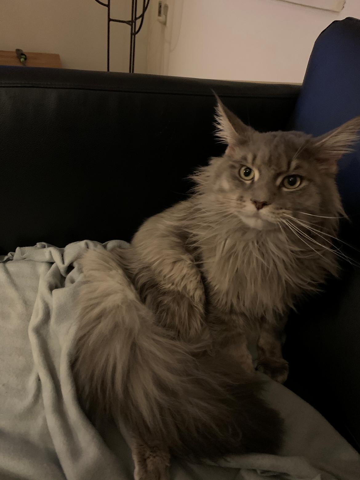 Maine Coon Milo billede 5
