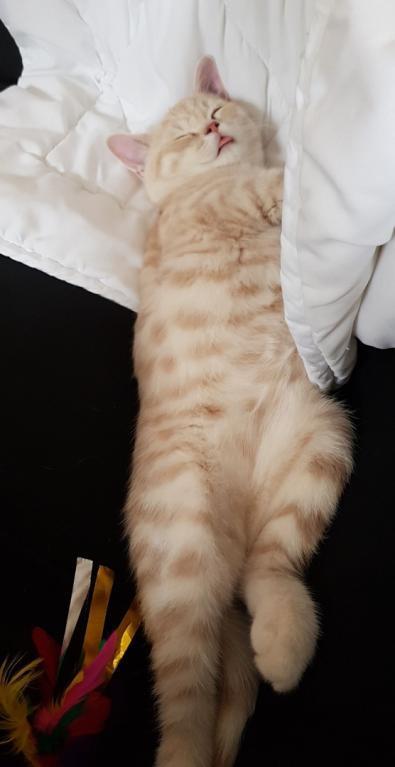 British Shorthair Frei billede 1