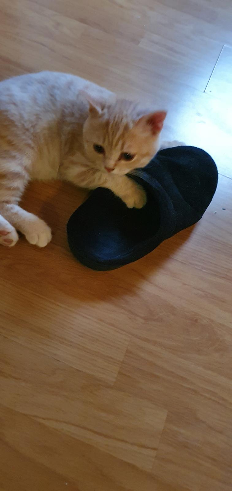 British Shorthair Frei billede 2