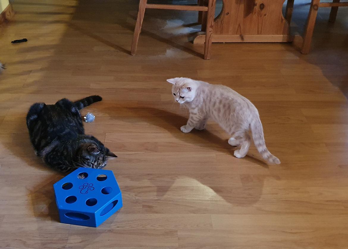 British Shorthair Frei billede 3